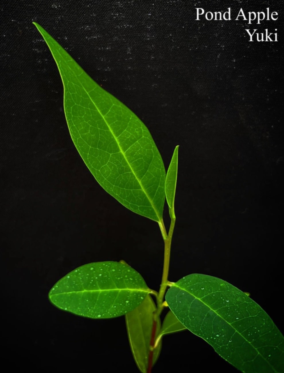 ポンド・アップル苗[バンレイシ科 熱帯果樹]Annona glabra