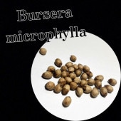 ֥륻顦ߥե Bursera microphylla 