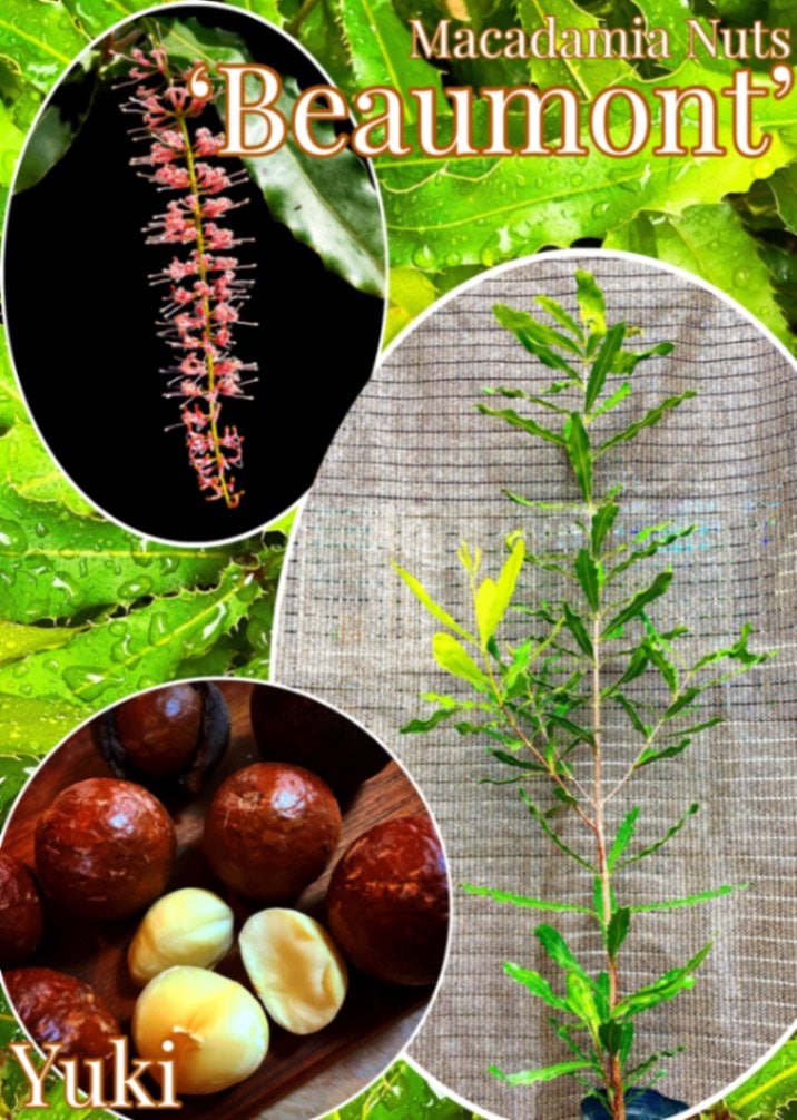 マカダミアナッツ取り木】 ☀限定特別販売ご案内 バーモント、バー