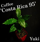 �����ҡ� ��Costa Rica 95�� ��