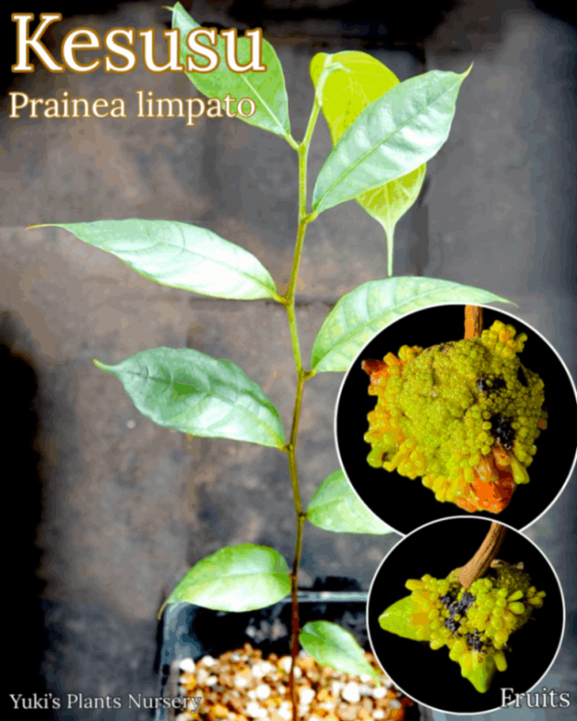 ジャックフルーツ、パンノキ各種苗 プライネア・リンパト、ケスス