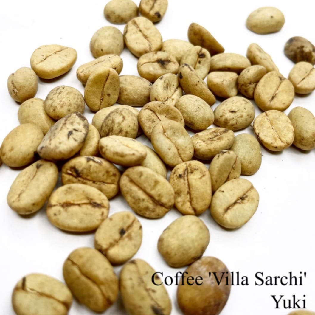 コーヒー ‘Villa Sarchi’ 種子