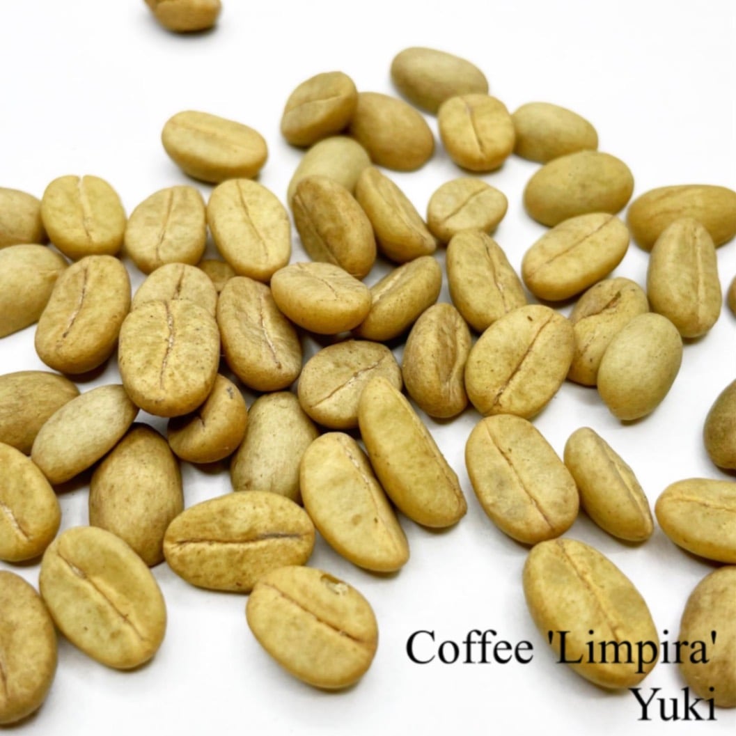 コーヒー ‘Limpira’ 種子