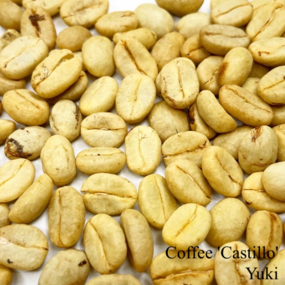 コーヒー ‘Castillo’ 種子