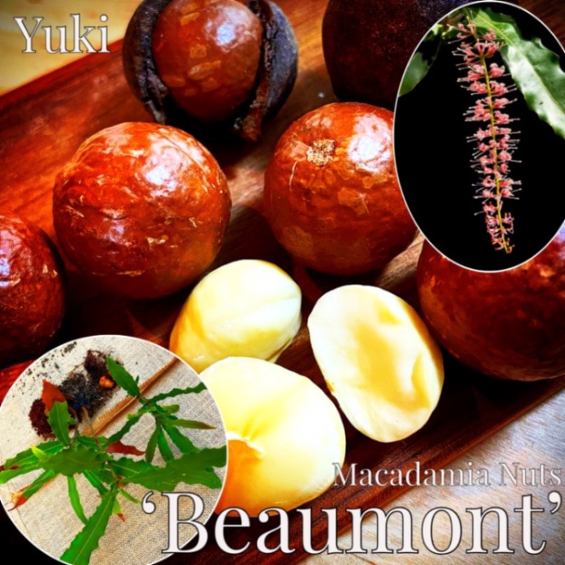 マカダミアナッツ実生苗