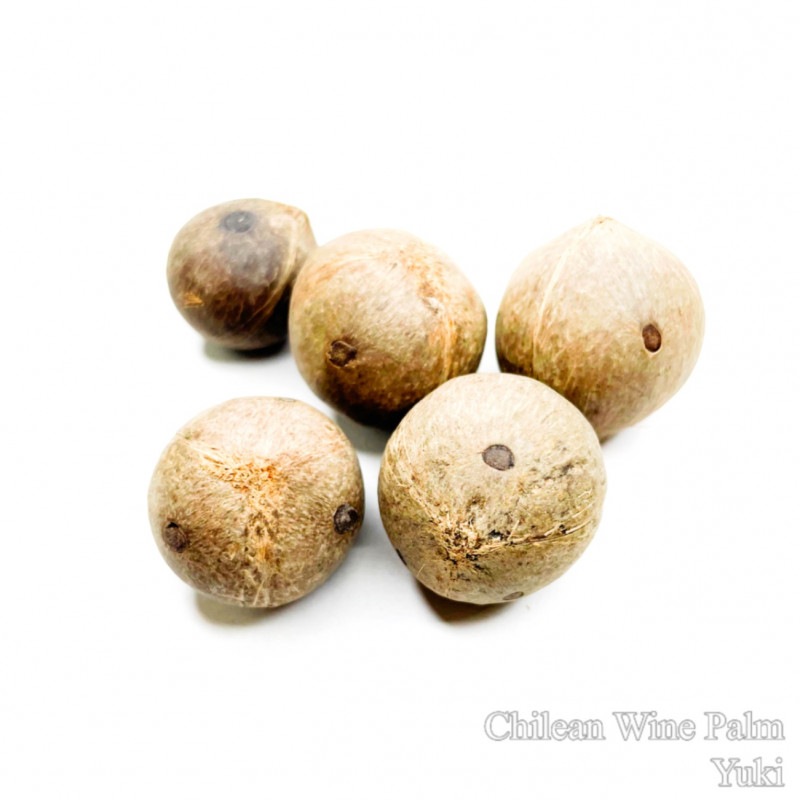 Jubaea chilensis チリサケヤシ　耐寒ヤシ　超希少 Jubaea chilensis(チリサケヤシ)種子[耐寒性ヤシ] 販売店