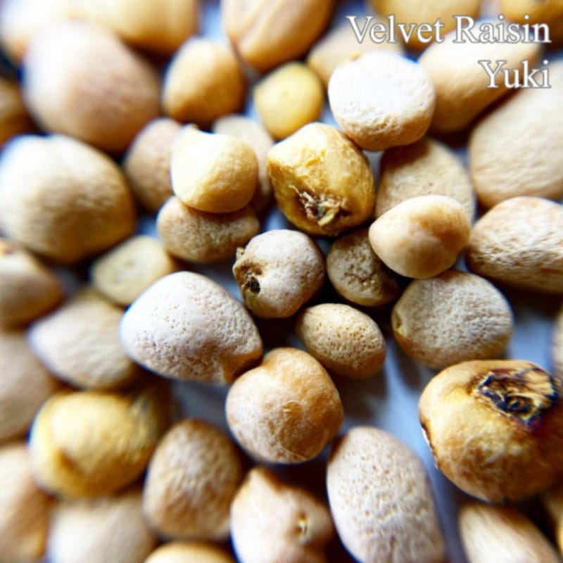 ベルベット・レーズン 種子