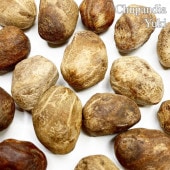 ����ѥ�ǥ��� ���