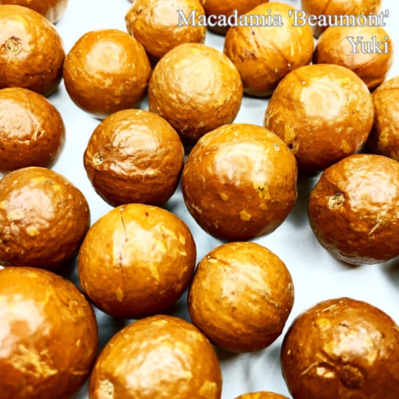 �ޥ����ߥ� �С����ȼ� ���