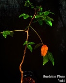 �С��ǥ��󡦥ץ�� ���ġ�Ǯ�Ӳ̼���