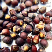 �ޥ��٥꡼ ���