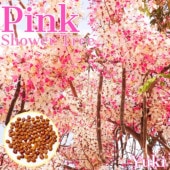 ԥ󥯥ĥ꡼ Cassia barkeriana