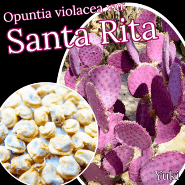 パープル・リーフ・カクタス 種子[パープルリーフ]オプンチア・サンタリタ Opuntia santarita