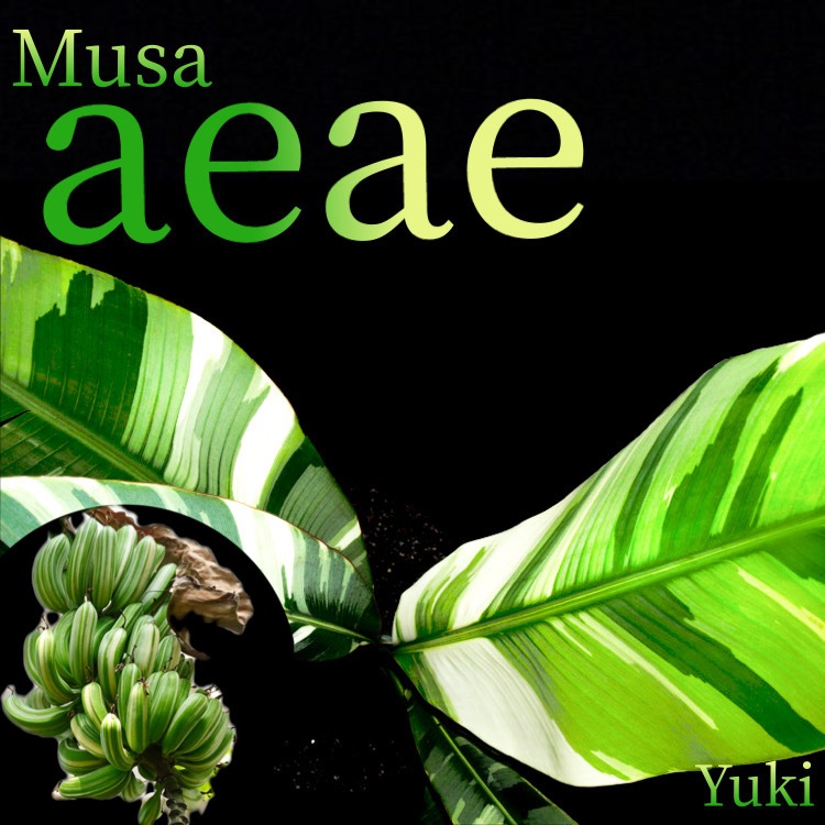斑入りバナナ】アエアエバナナ Musa AeAe ムサ アエアエ