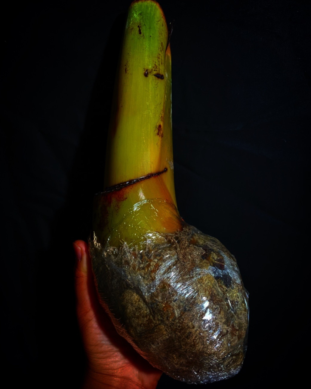 カラーリーフ サイアムルビー 斑入りバナナ 苗