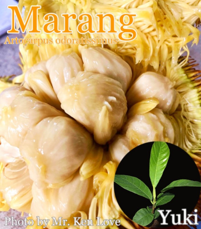 �ޥ����(�˥����ѥ�Υ�)[Ǯ�Ӳ̼�]Artocarpus odoratissimus