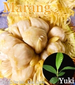 �ޥ����(�˥����ѥ�Υ�)[Ǯ�Ӳ̼�]Artocarpus odoratissimus