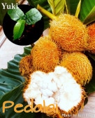�ڥ��饤��[Ǯ�Ӳ̼�]Artocarpus sericicarpus