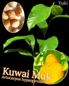 ���磻���९ ���[Ǯ�Ӳ̼�]Artocarpus hypargyreus