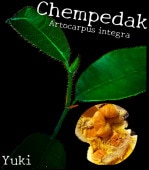 ������ڥ��å�(���ѥ�ߥ�)��[Ǯ�Ӳ̼�]Artocarpus integra