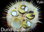 �������ȡ��ɥꥢ�� ��[�磻��ɥɥꥢ��]Durio dulcis