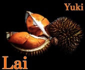 �饤[Ǯ�Ӳ̼�]