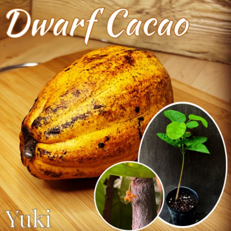 カカオ様限定 喜界島産カカオ苗 – 南国から届く特別な一株 2本セット