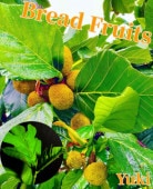 �ѥ�Υ���[Ǯ�Ӳ̼�]Artocarpus altilis