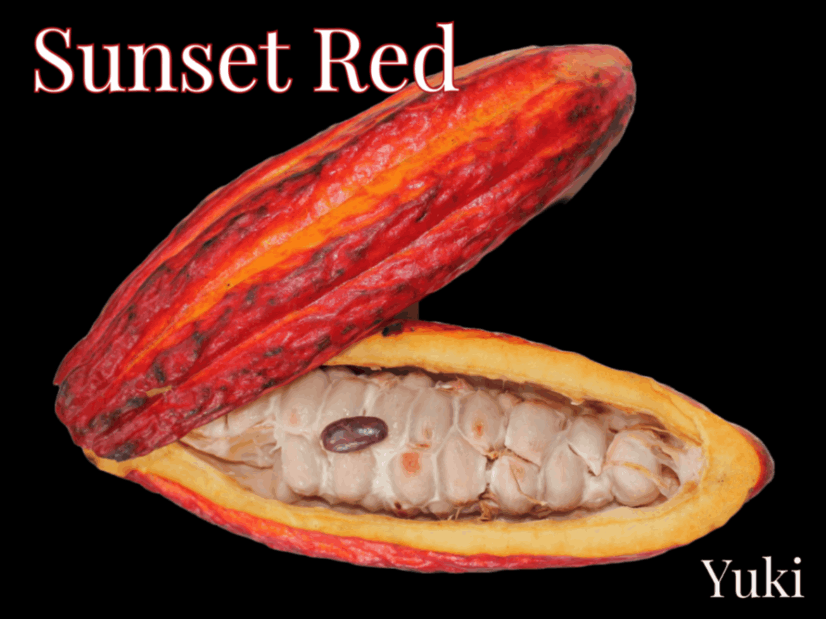 カカオ苗2鉢組 トリニタリオ種 カカオの木苗 トリニタリオ種 'Sunset