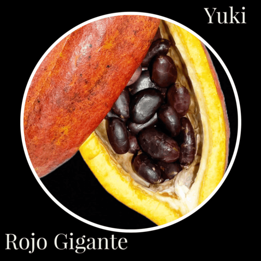 カカオ・トリニタリオ種の販売通販ならユーキーズ。