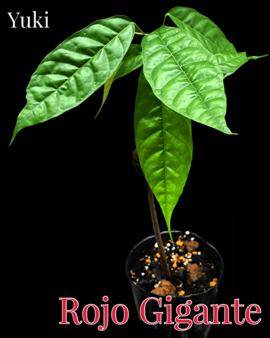 カカオ・トリニタリオ種の販売通販ならユーキーズ。