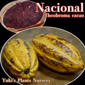   [ʼ:ʥʥ] Theobroma cacao Nacional