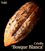  ꥪ Bosque Blanca/ͽ:λȯ