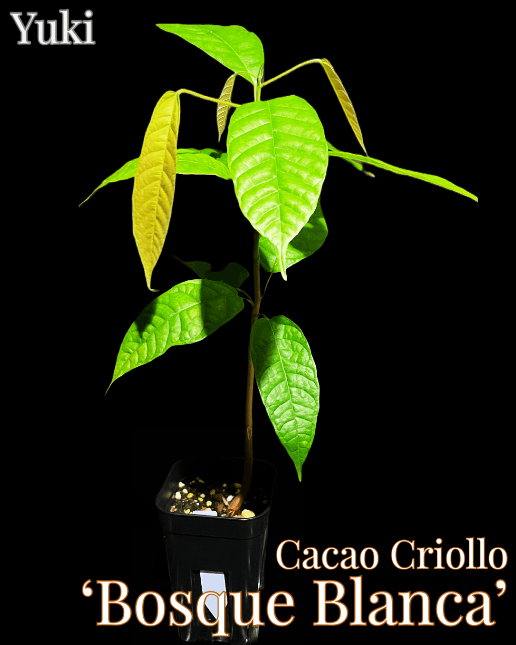 クリオロ種 限定1鉢 国産カカオの実から育てたカカオ苗 クリオロ種