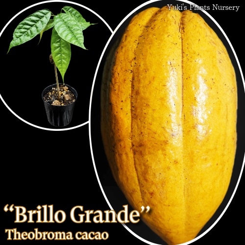 カカオ  トリニタリオ種 苗[品種:ブリロ・グランデ]Theobroma cacao  ‘Brillo Grande'
