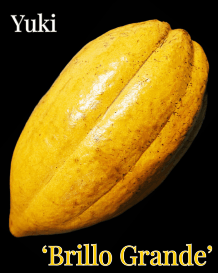 ➅カカオ苗 トリニタリオ種 カカオ苗2鉢組 トリニタリオ種 カカオ苗2鉢