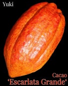   ȥ˥ꥪ [顼]Theobroma cacao  Escarlata Grande