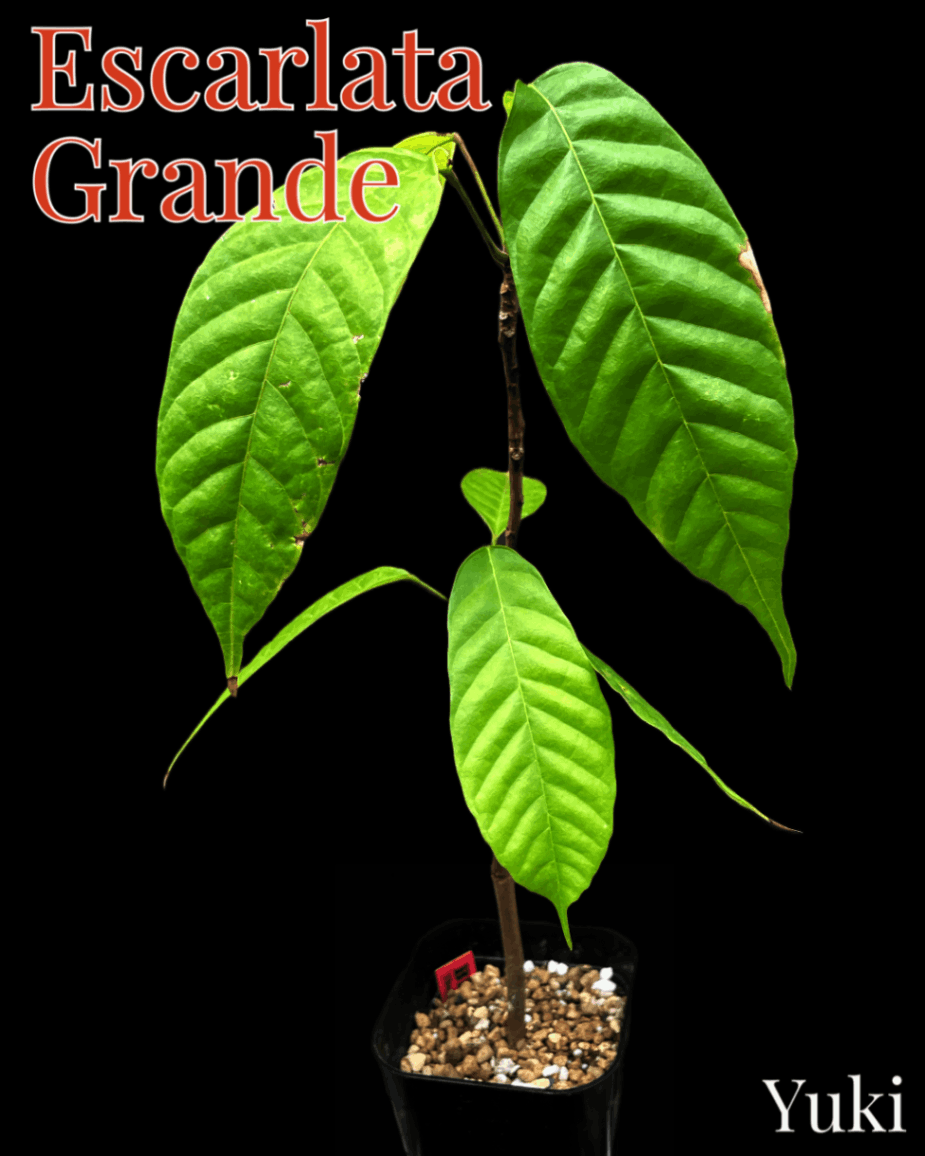 カカオ苗2鉢組　トリニタリオ種 ベトナム産カカオートリニタリオ種ーシングルオリジン