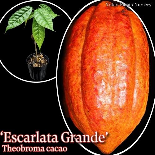 カカオ  トリニタリオ種 苗[品種:エスカルラータ・グランデ]Theobroma cacao  ‘Escarlata Grande’