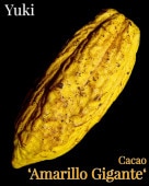  ĥȥ˥ꥪ[ʼ:ޥ]Theobroma cacao  Amarillo Gigante