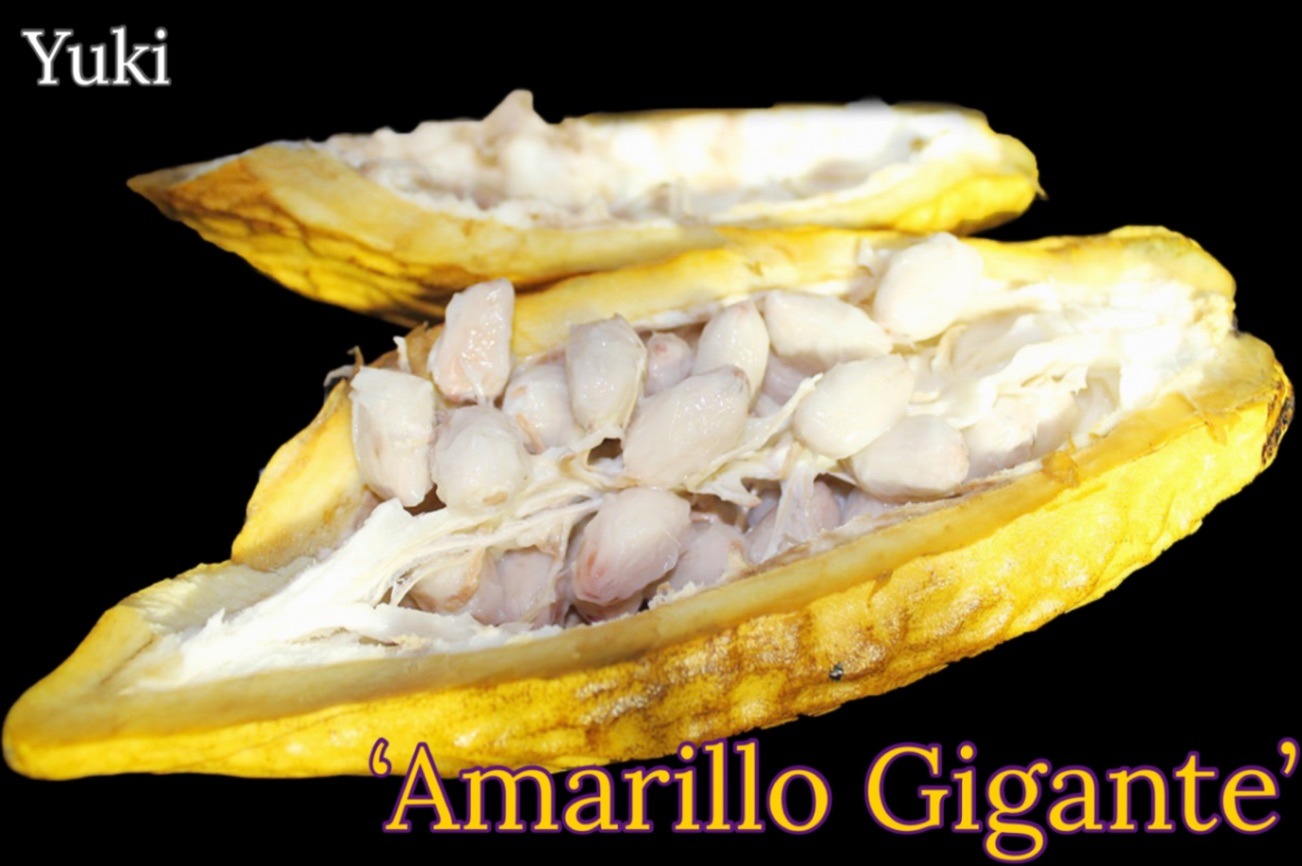 カカオ・トリニタリオ種の販売通販ならユーキーズ。