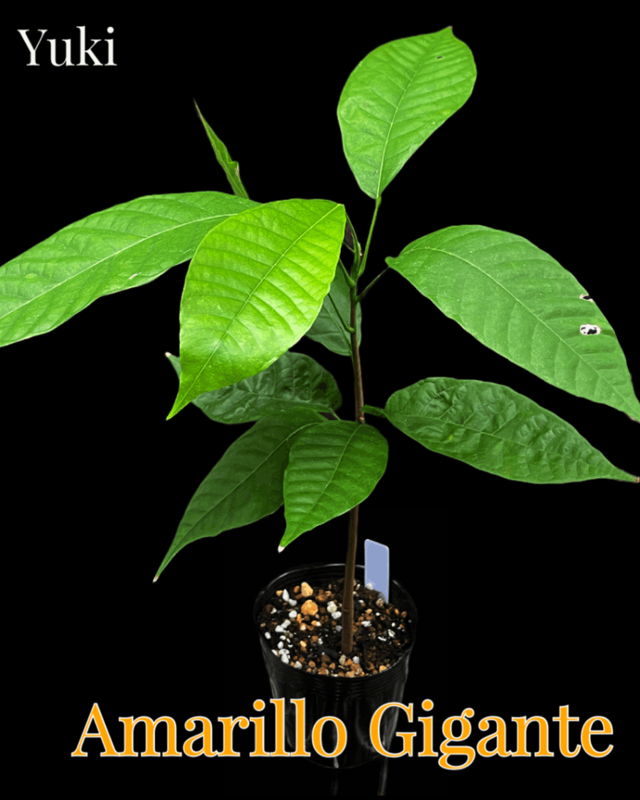 カカオ苗2鉢組　トリニタリオ種 カカオ苗2鉢組 トリニタリオ種 - メルカリ