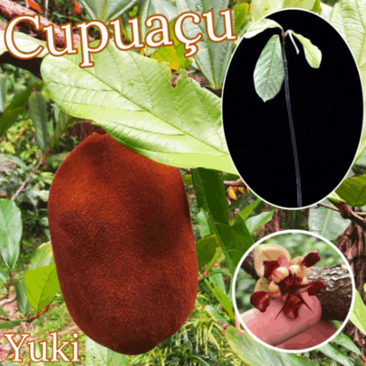 カカオ・クプアスの販売通販ならユーキーズ。