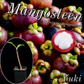 [Queen of Fruits] �ޥ󥴥���������