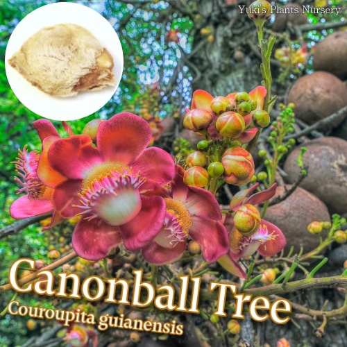 キャノンボール・ツリー 種子[熱帯花木]Couroupita guianensis/10月15日発送予定