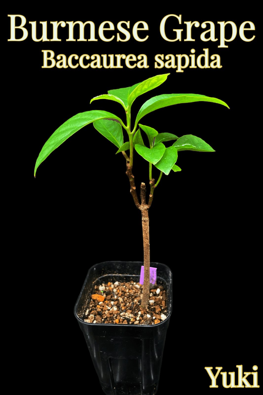 果樹苗木 バーミーズグレープ(Burmese Grape) バーミーズグレープ苗[熱帯果樹}Baccaurea ramiflora