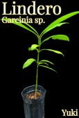 ���ǥ�(Garcinia sp.)��