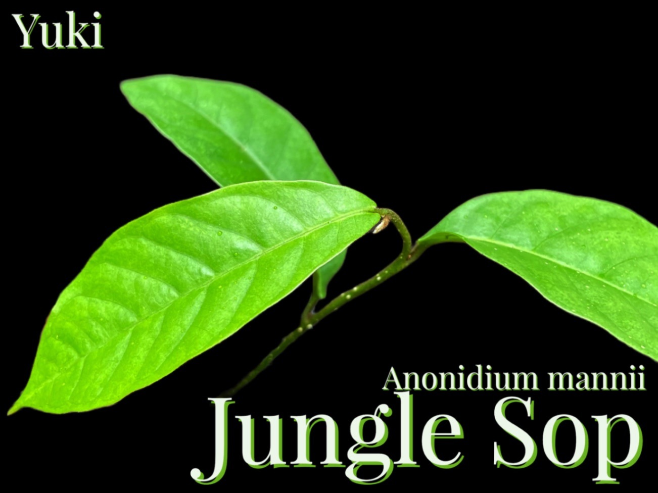 バンレイシ各種苗 ジャングルサップ、珍しい熱帯果樹販売・通販ならユーキーズ