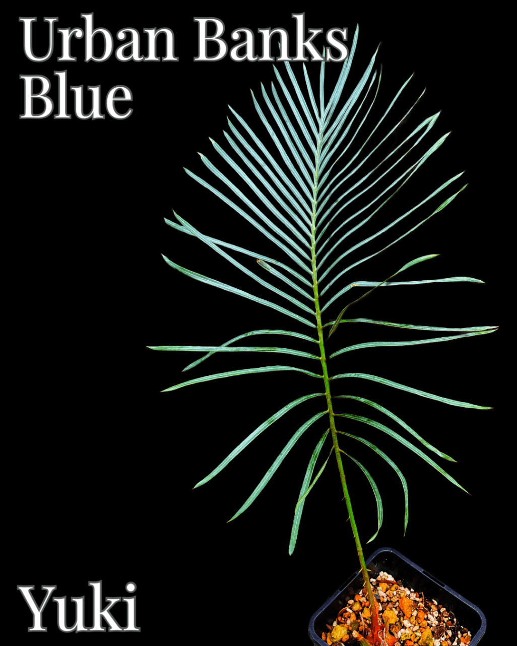 サイカス・アーバンバンクスブルー／Cycas sp. ‘Urban Banks Blue’[ソテツ］