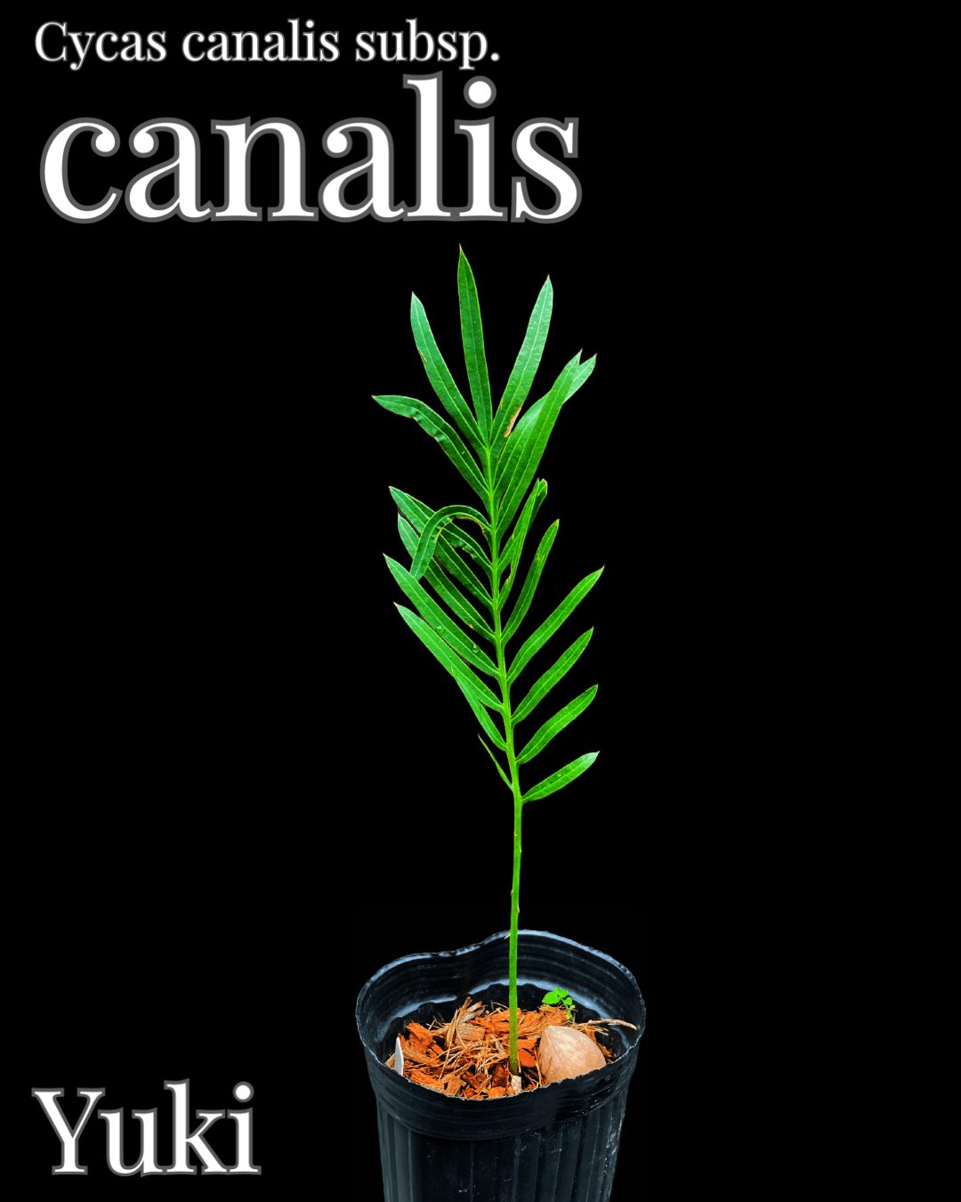 サイカス・カナリス／Cycas canalis subsp. canalis [ソテツ]